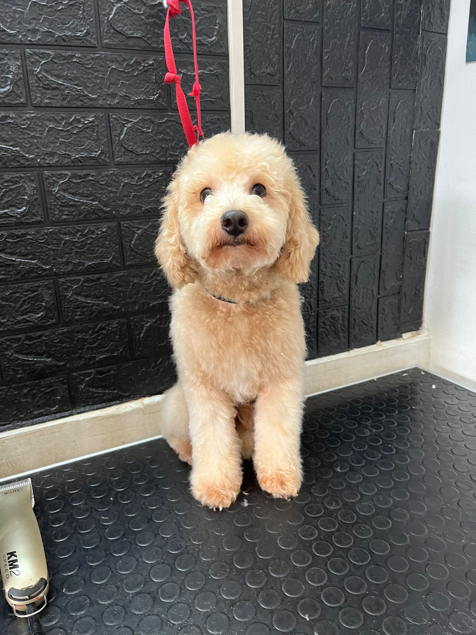 Trabajo realizado estética canina - Karitos Pets