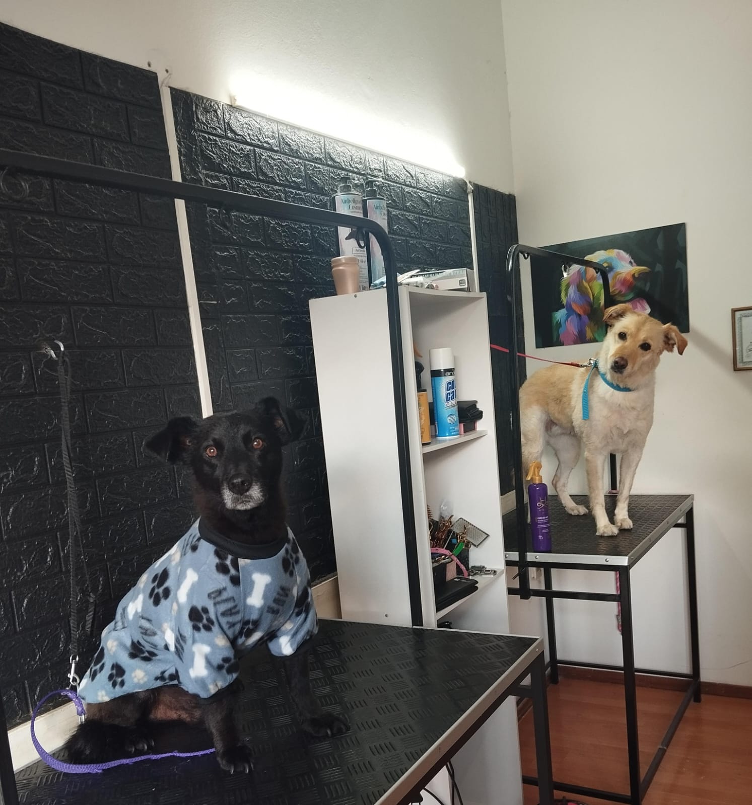 Trabajo realizado estética canina - Karitos Pets