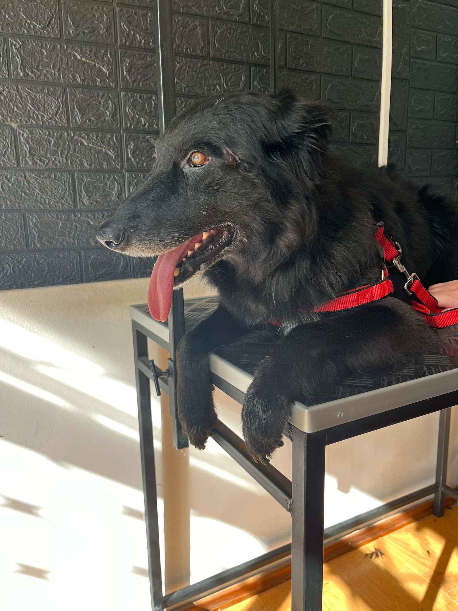 Trabajo realizado estética canina - Karitos Pets