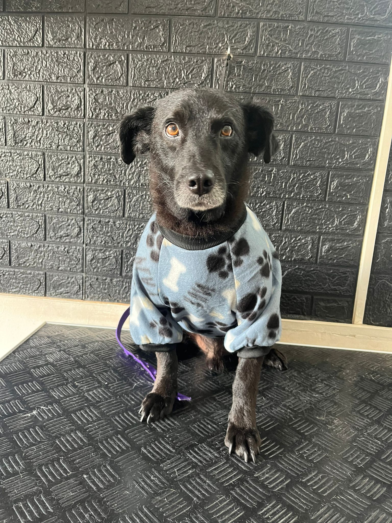 Trabajo realizado estética canina - Karitos Pets