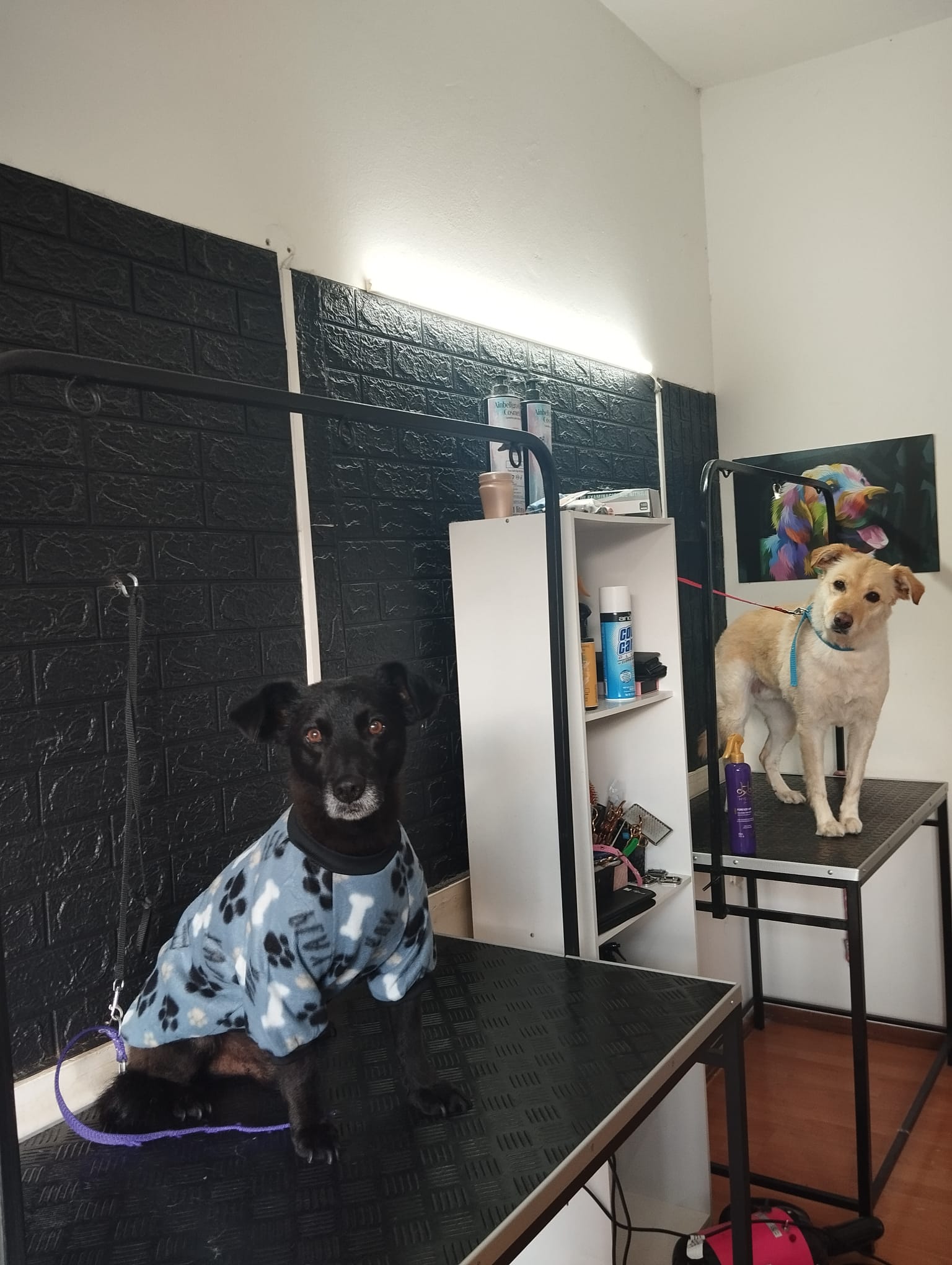 Trabajo realizado estética canina - Karitos Pets