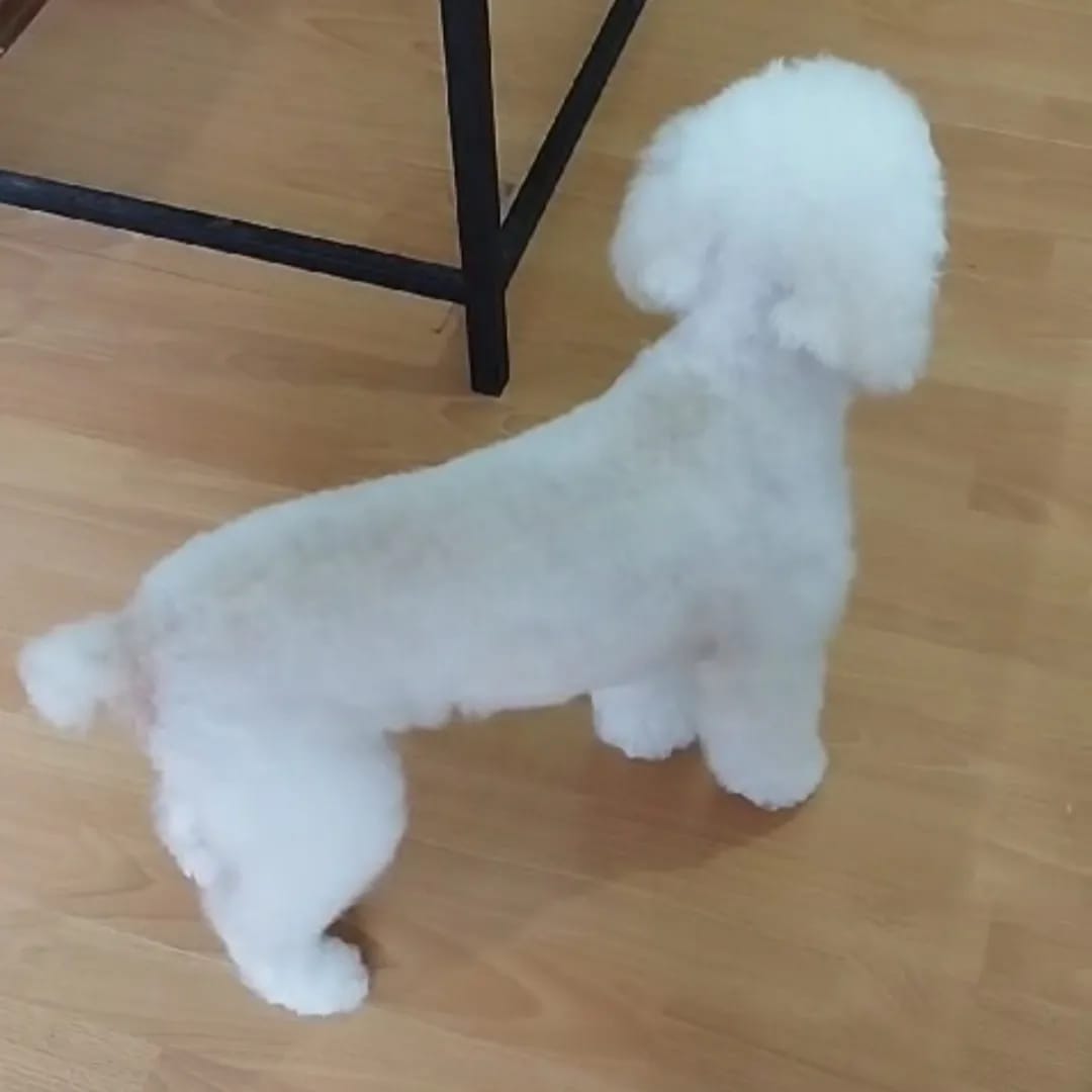 Trabajo realizado estética canina - Karitos Pets