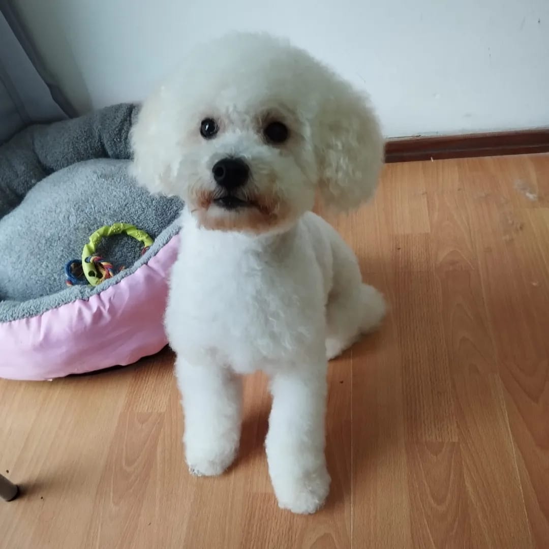 Trabajo realizado estética canina - Karitos Pets