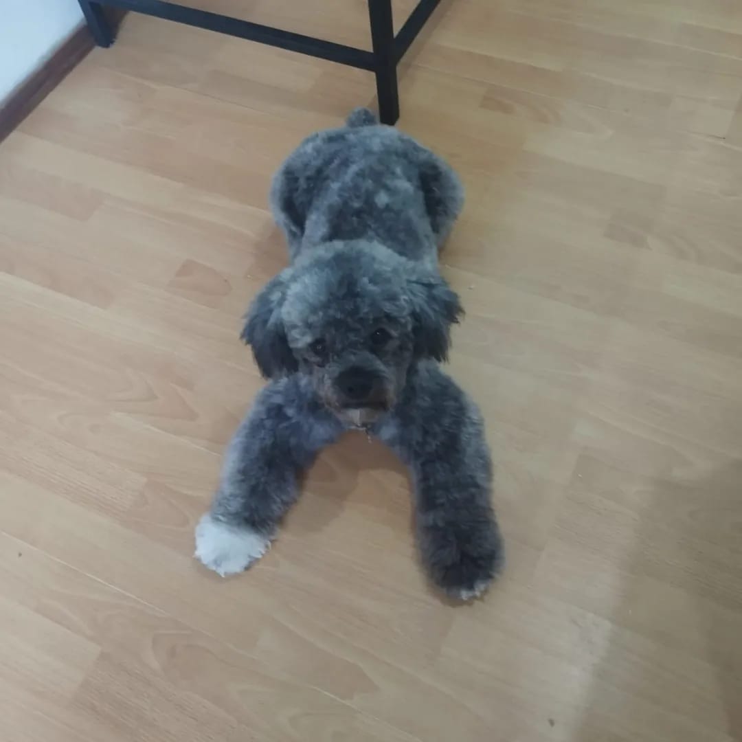 Trabajo realizado estética canina - Karitos Pets