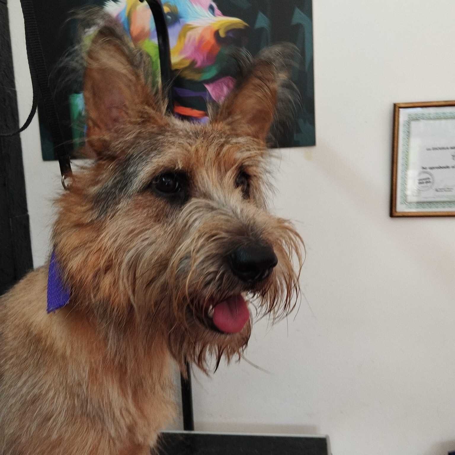 Trabajo realizado estética canina - Karitos Pets