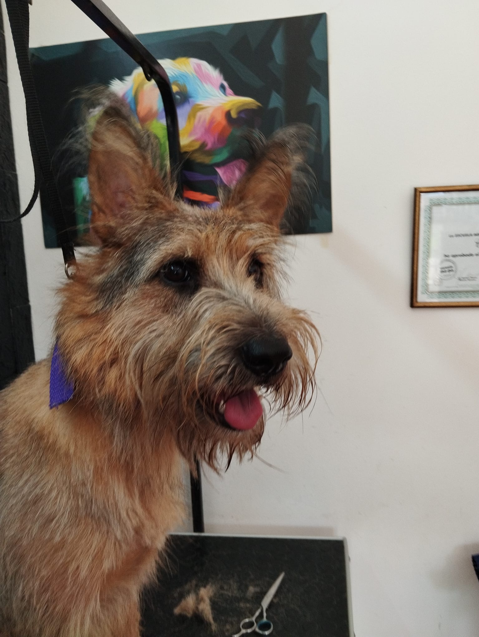 Trabajo realizado estética canina - Karitos Pets