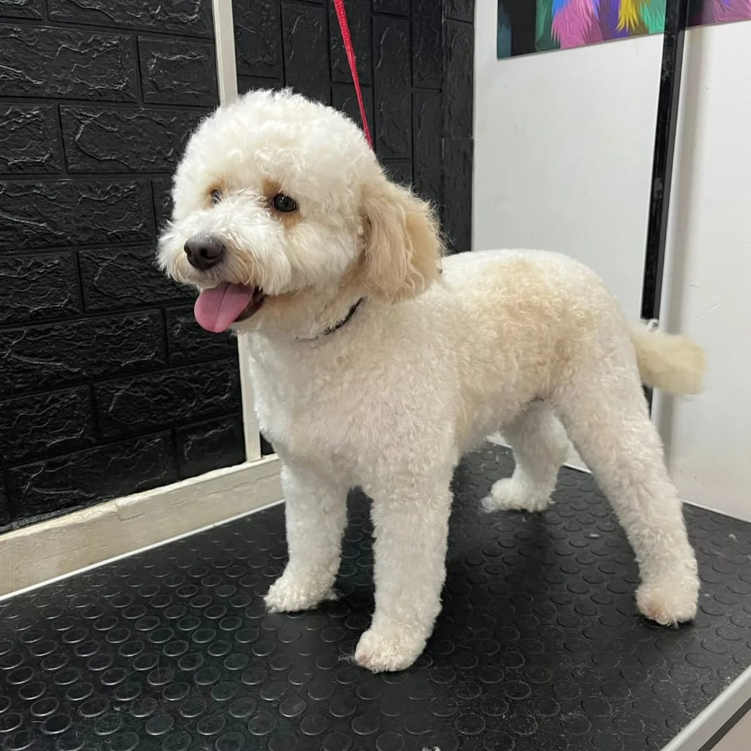 Trabajo realizado estética canina - Karitos Pets