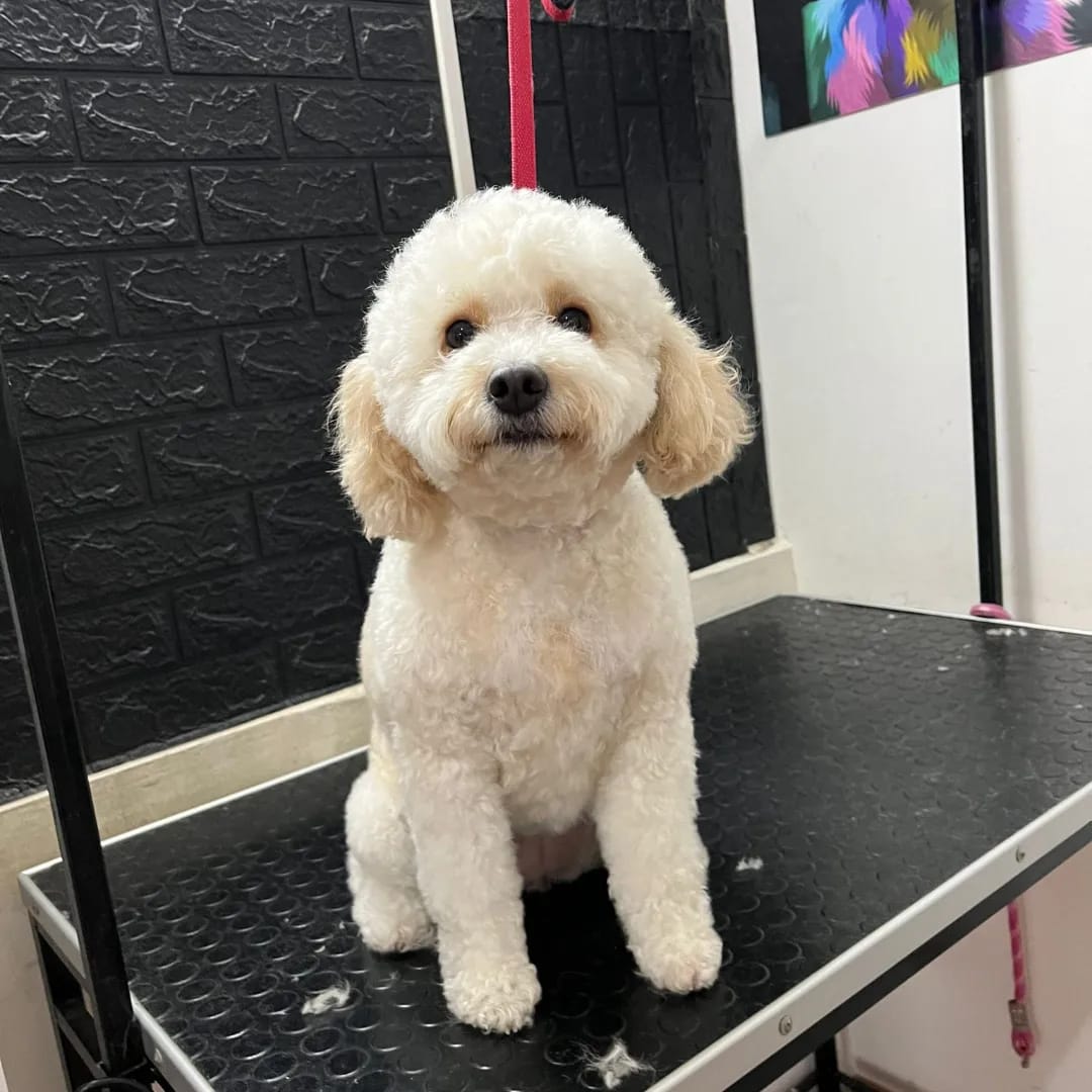 Trabajo realizado estética canina - Karitos Pets