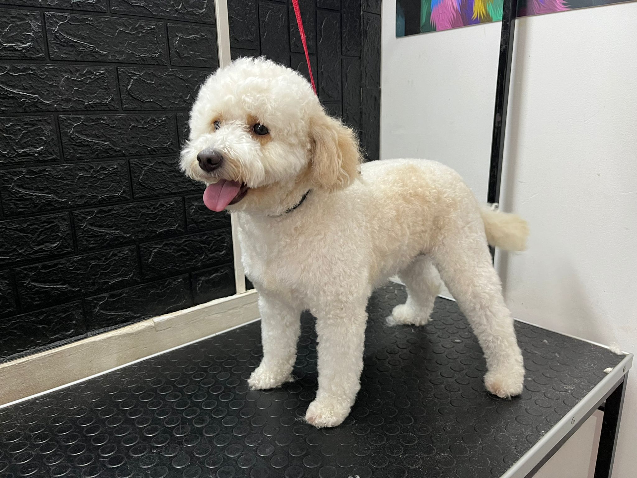 Trabajo realizado estética canina - Karitos Pets