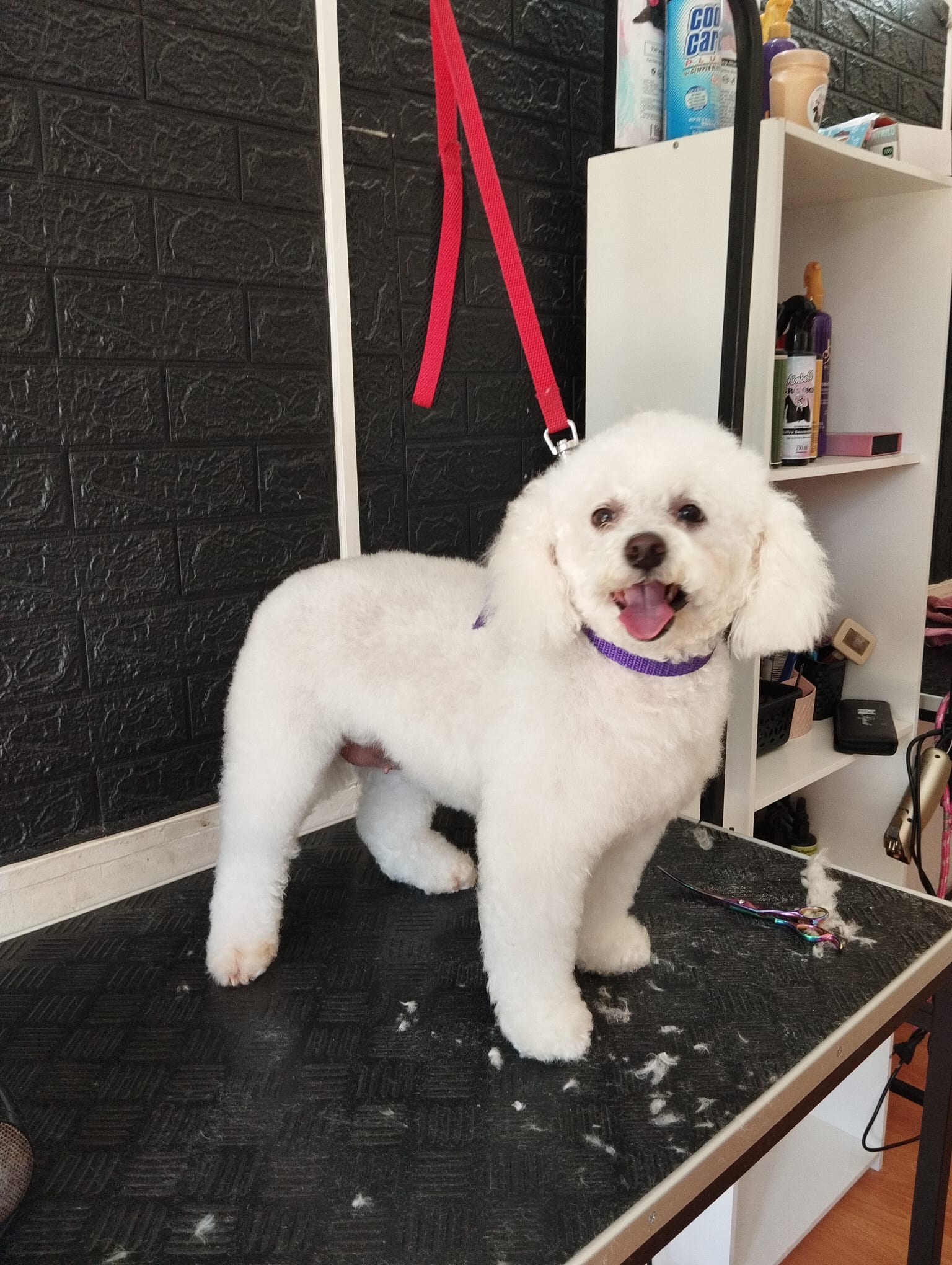 Trabajo realizado estética canina - Karitos Pets