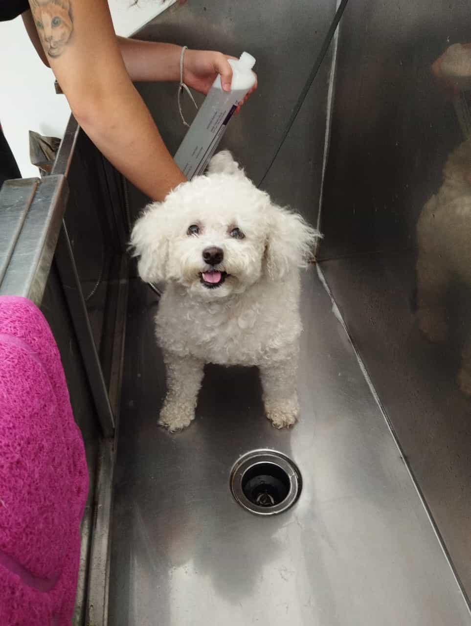 Trabajo realizado estética canina - Karitos Pets