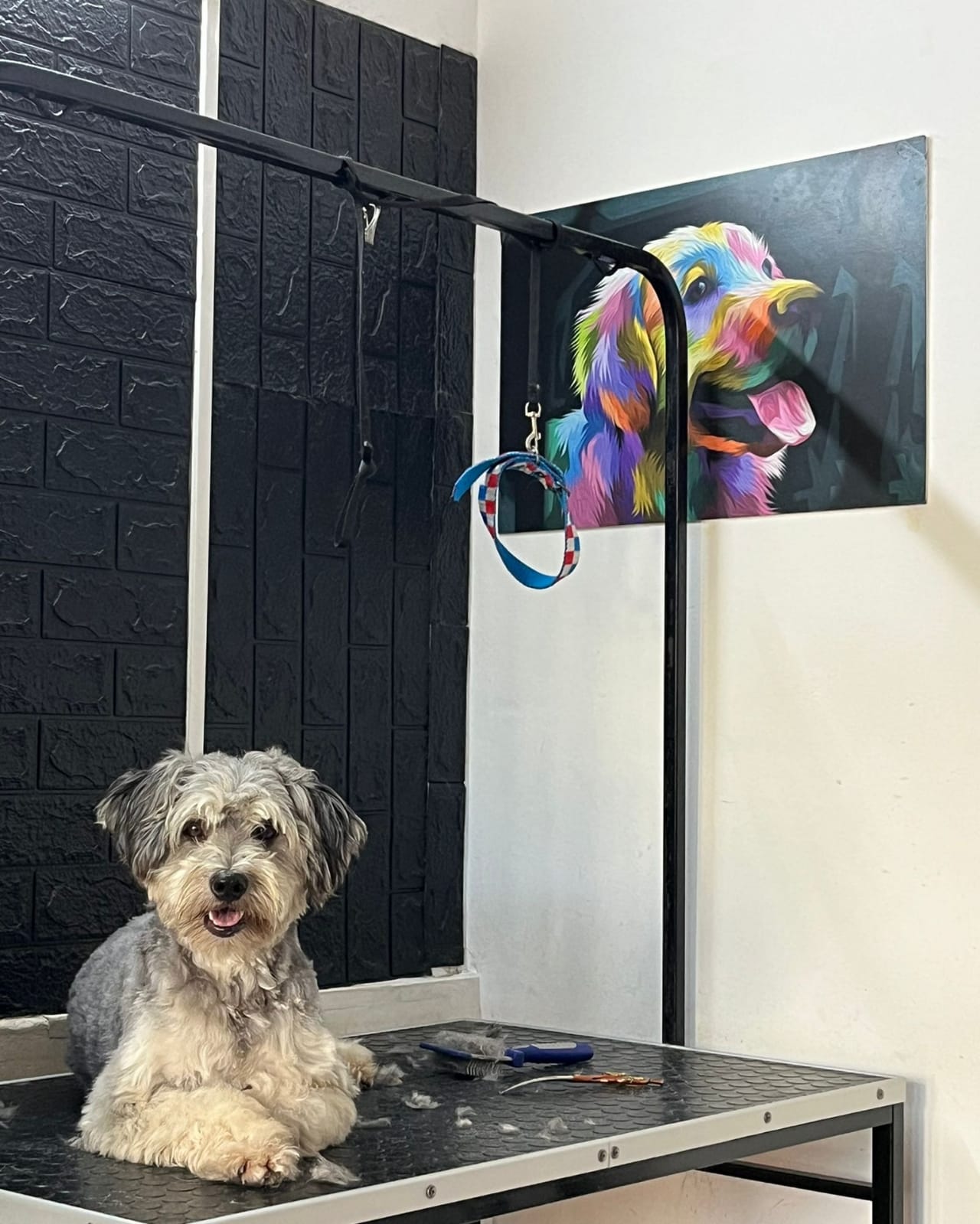 Trabajo realizado estética canina - Karitos Pets