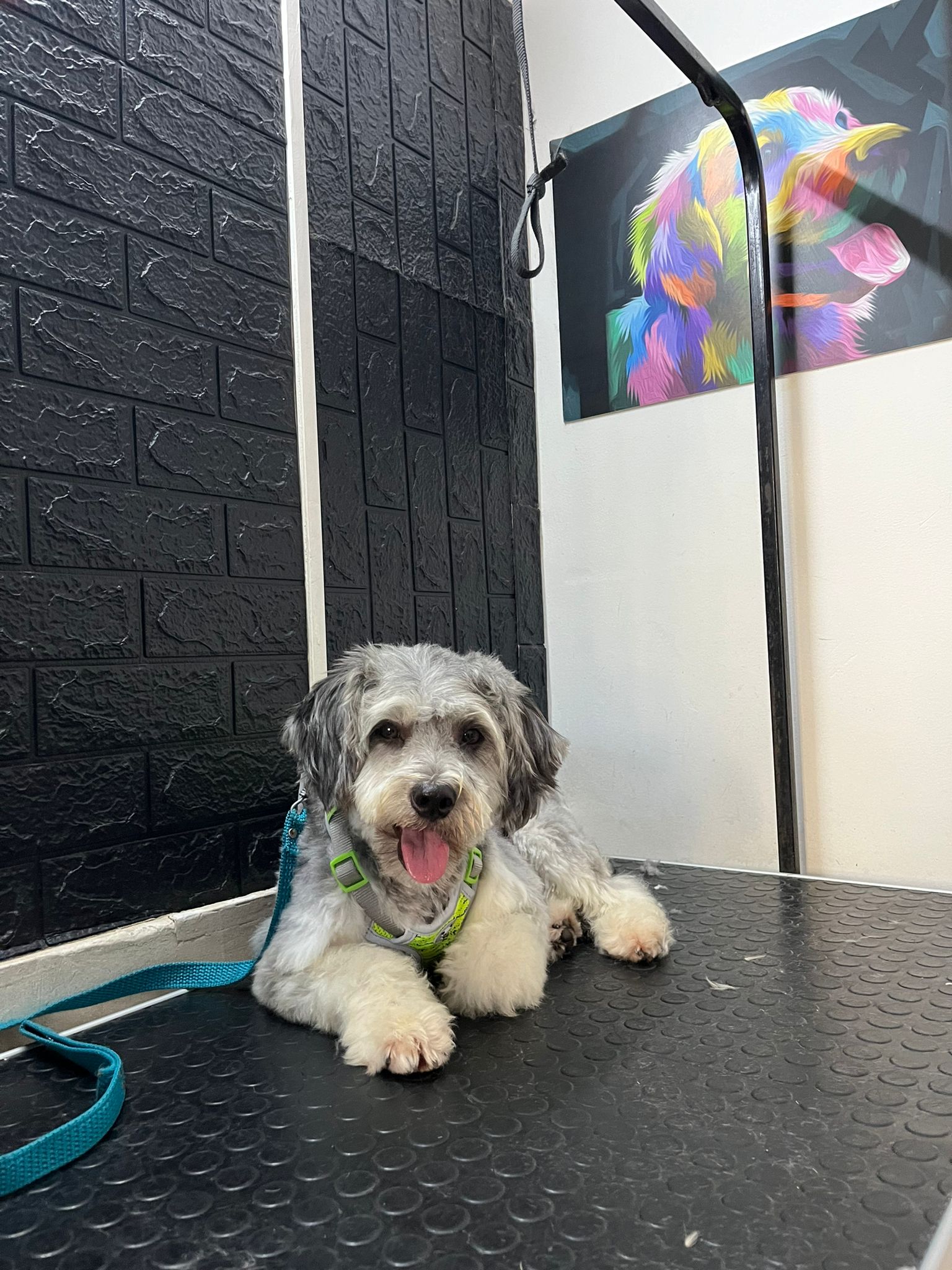 Trabajo realizado estética canina - Karitos Pets
