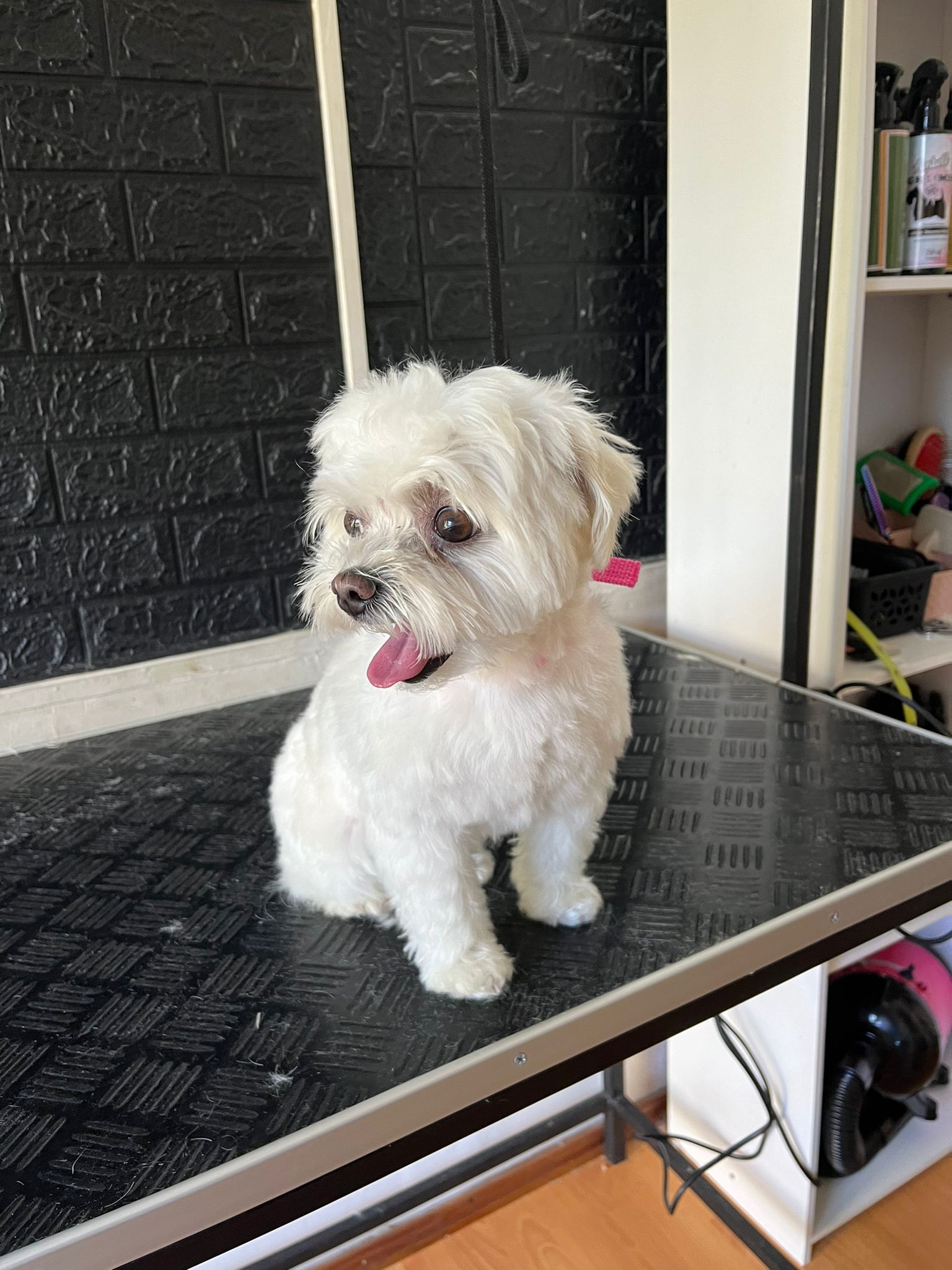 Trabajo realizado estética canina - Karitos Pets
