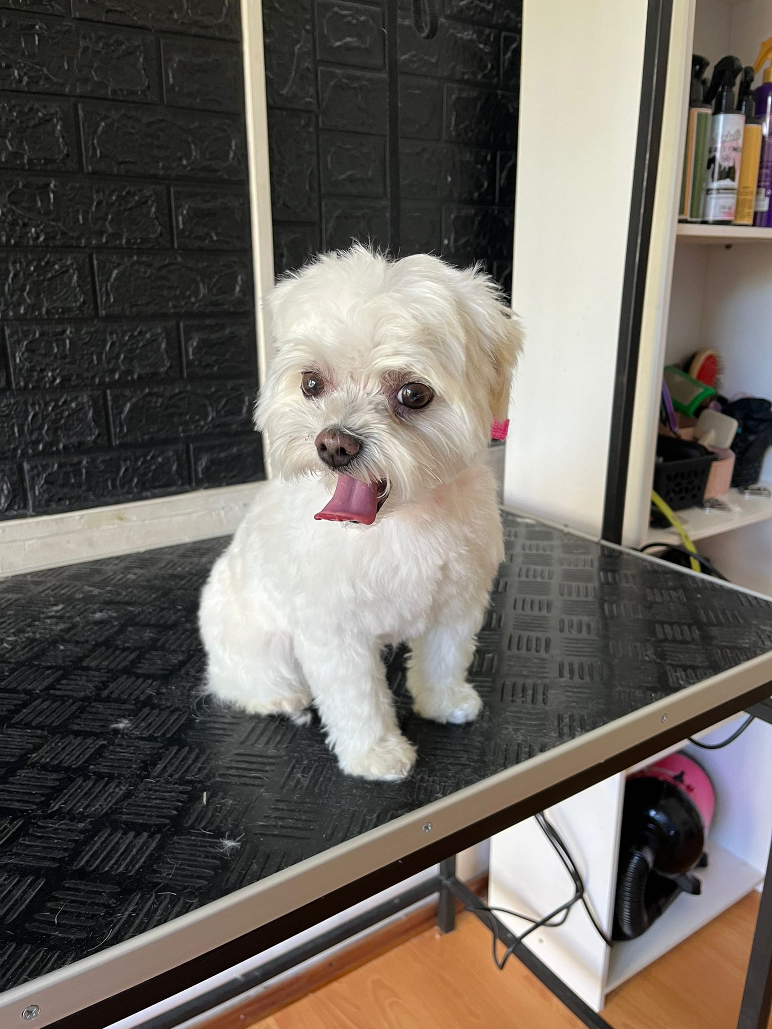 Trabajo realizado estética canina - Karitos Pets