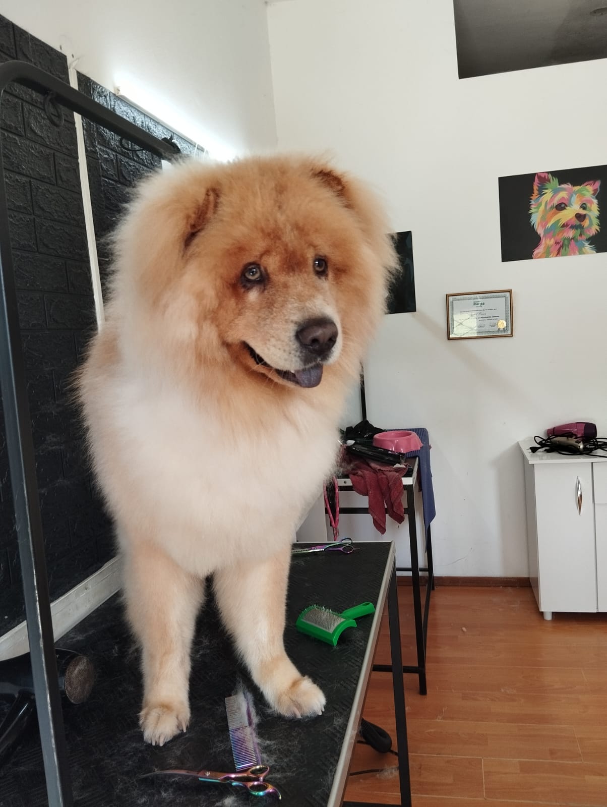 Trabajo realizado estética canina - Karitos Pets