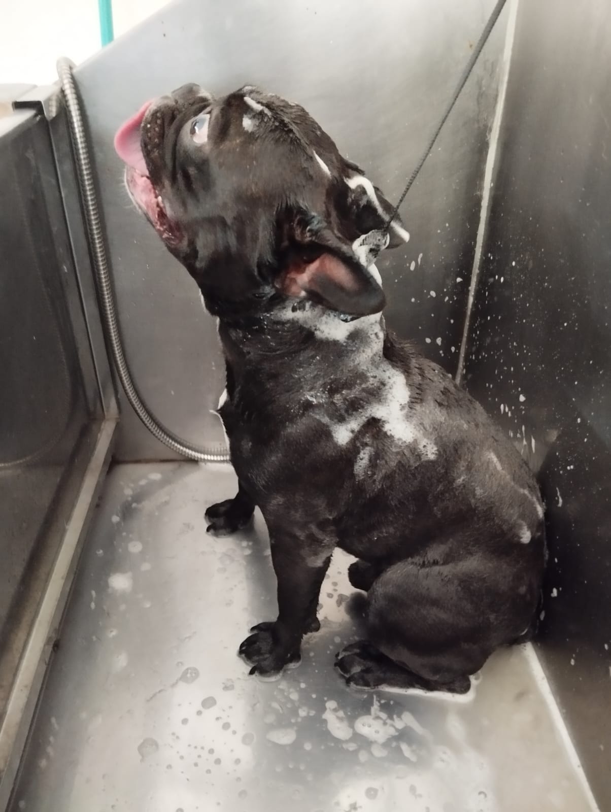 Trabajo realizado estética canina - Karitos Pets