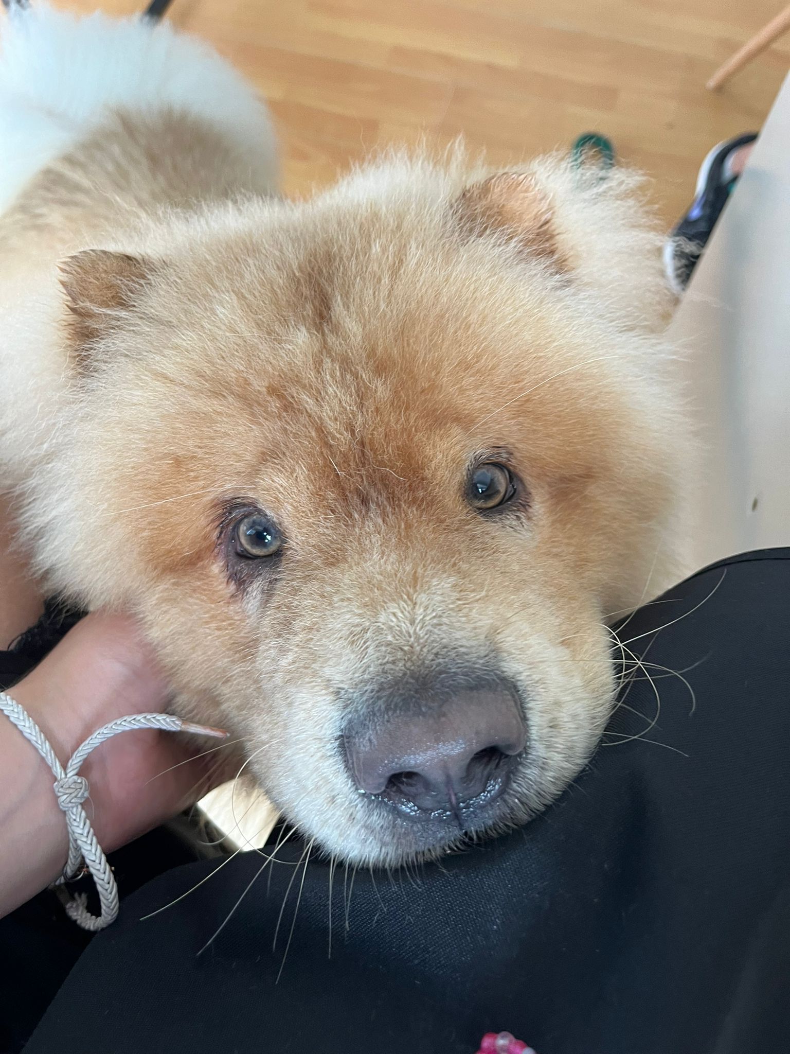 Trabajo realizado estética canina - Karitos Pets