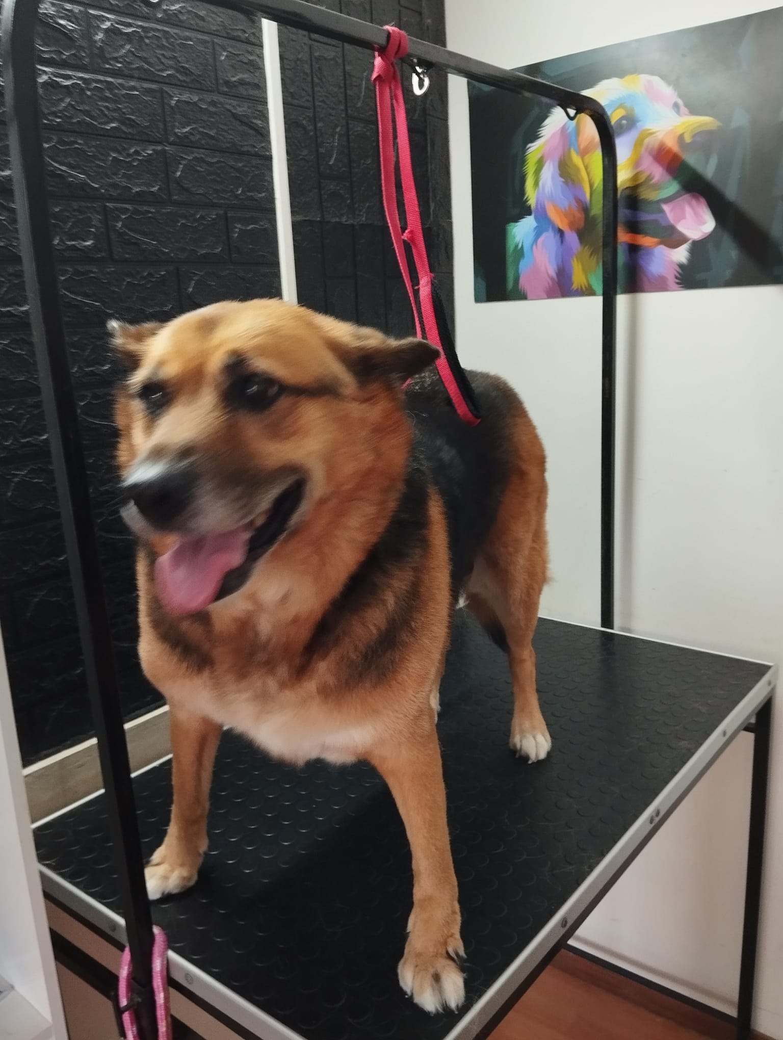 Trabajo realizado estética canina - Karitos Pets