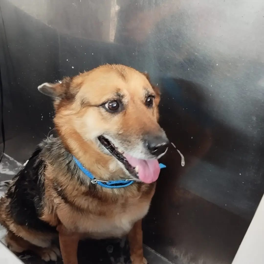Trabajo realizado estética canina - Karitos Pets