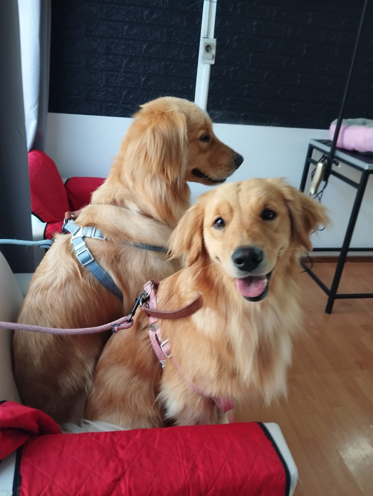 Trabajo realizado estética canina - Karitos Pets