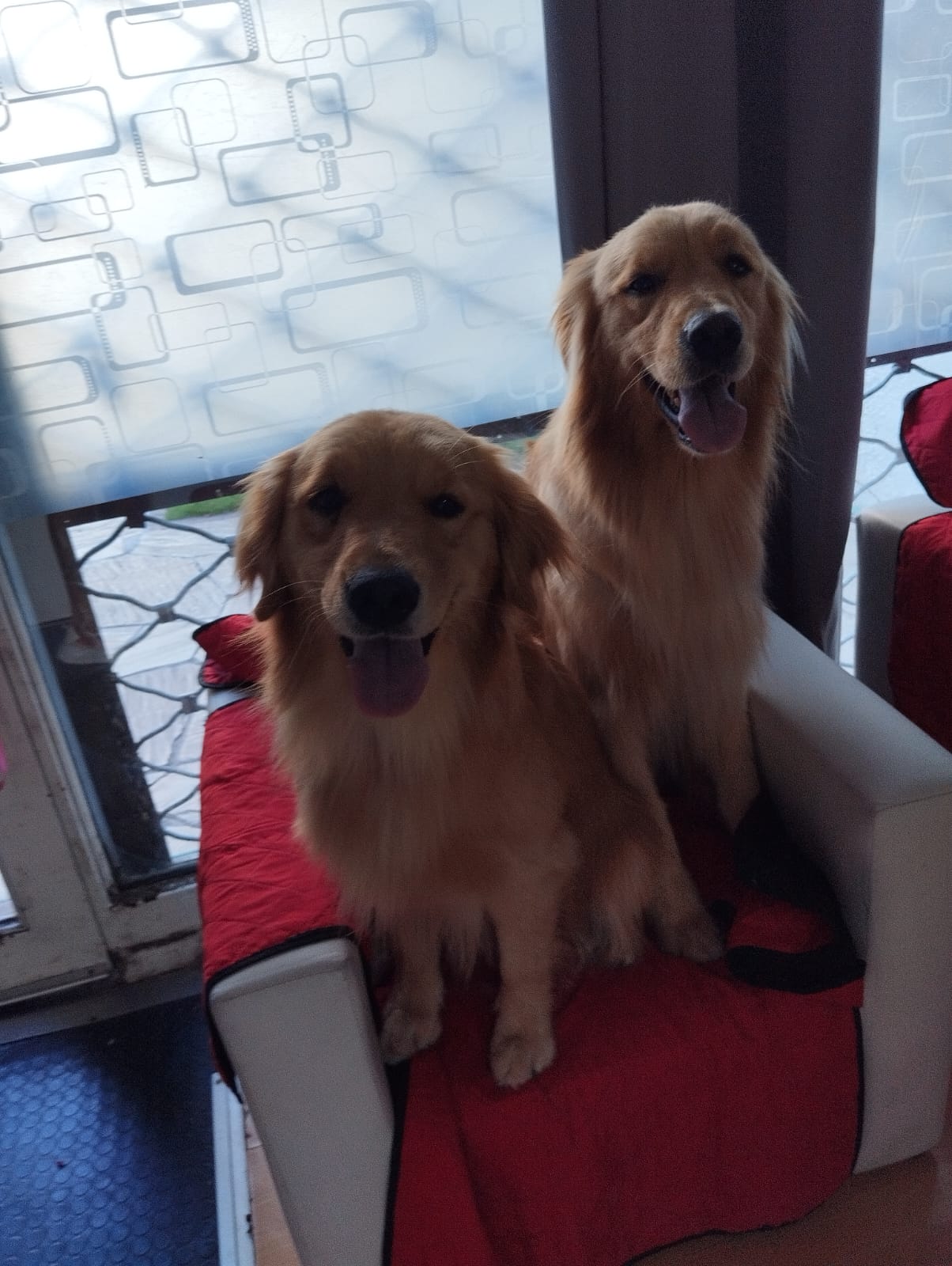 Trabajo realizado estética canina - Karitos Pets