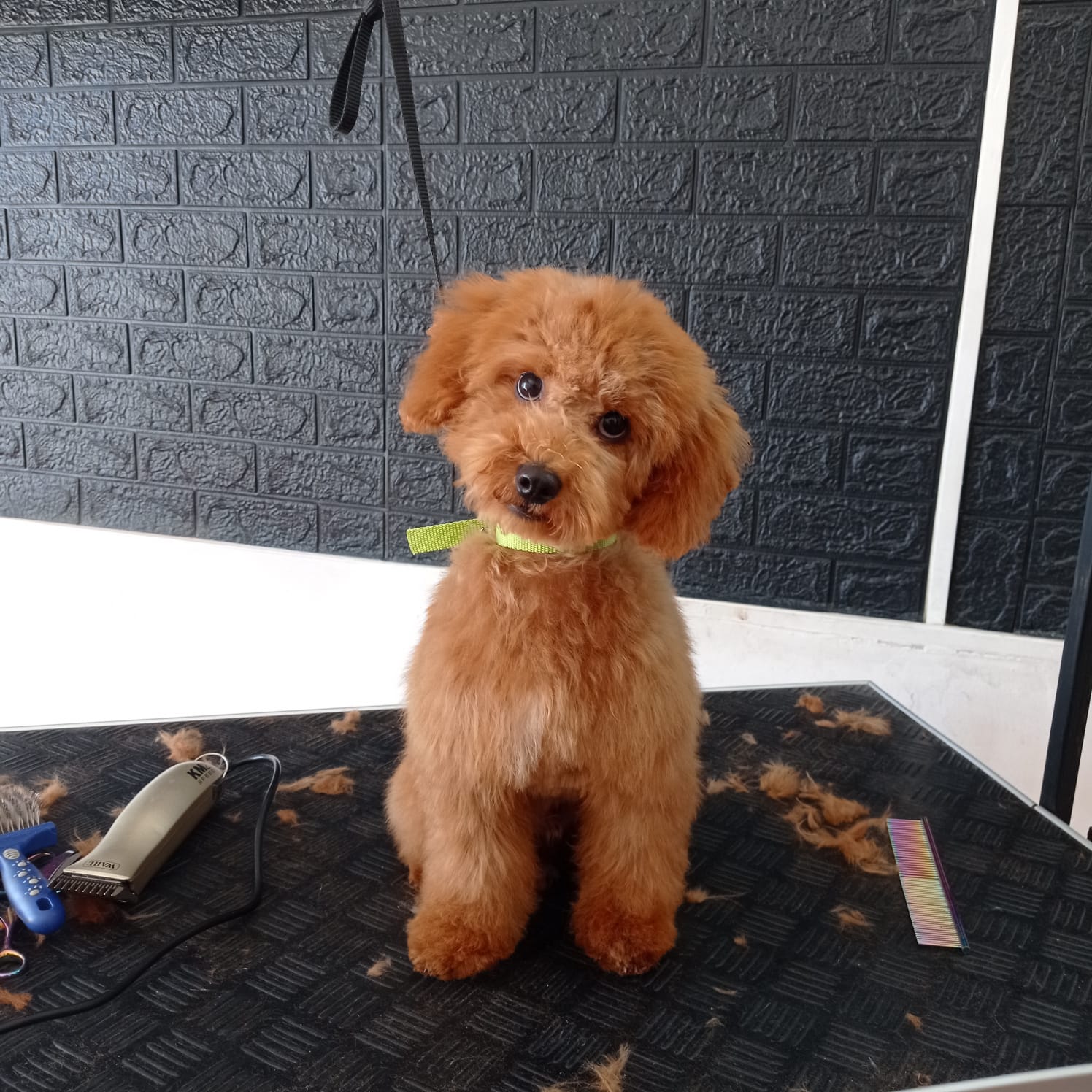 Trabajo realizado estética canina - Karitos Pets