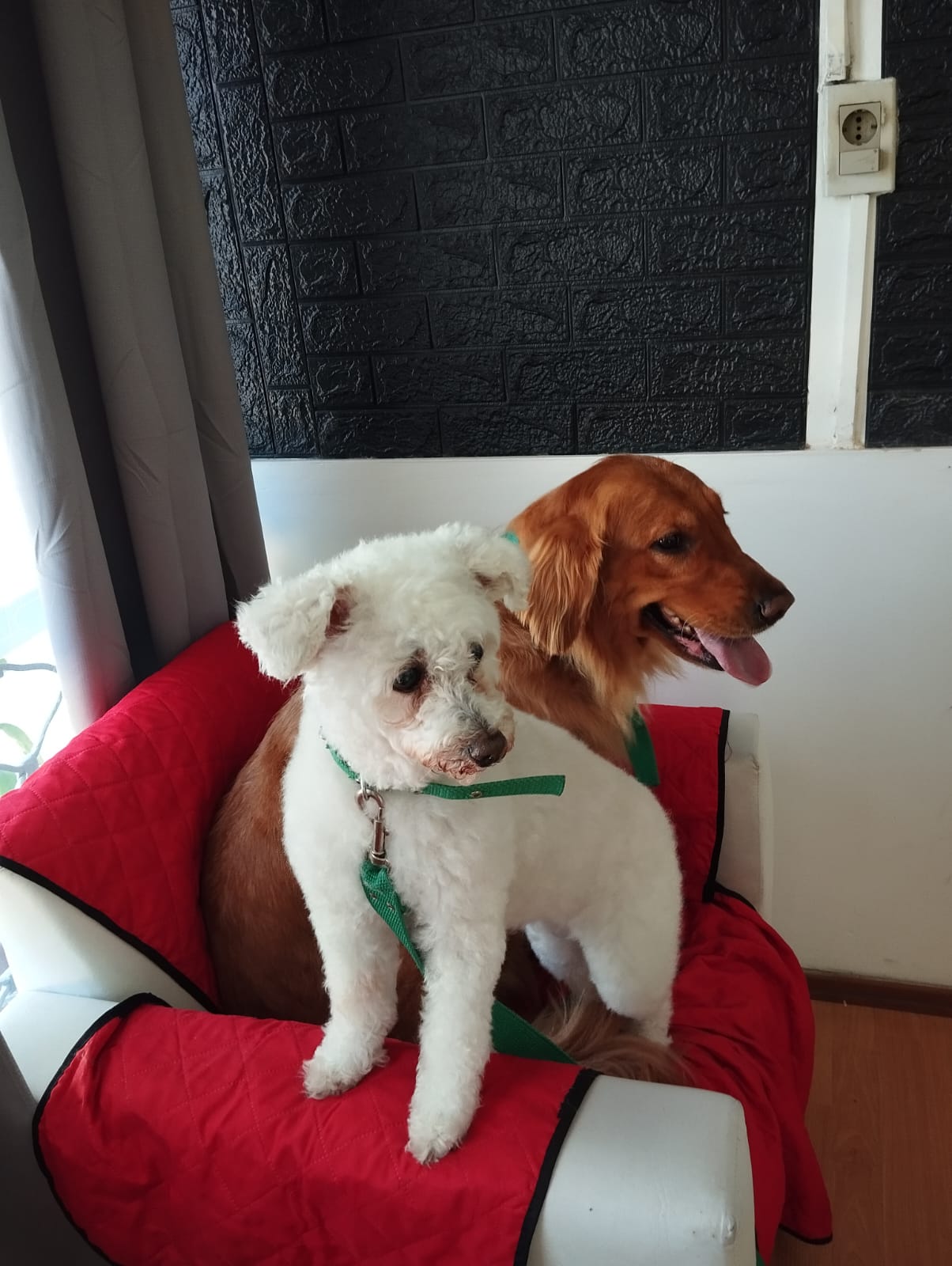 Trabajo realizado estética canina - Karitos Pets