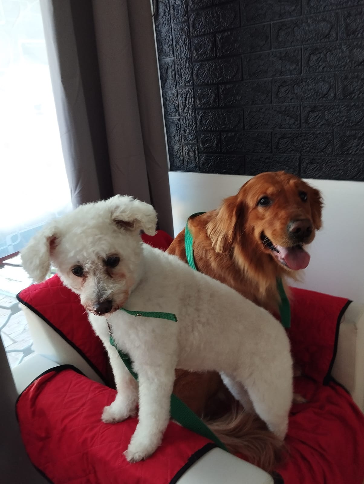 Trabajo realizado estética canina - Karitos Pets