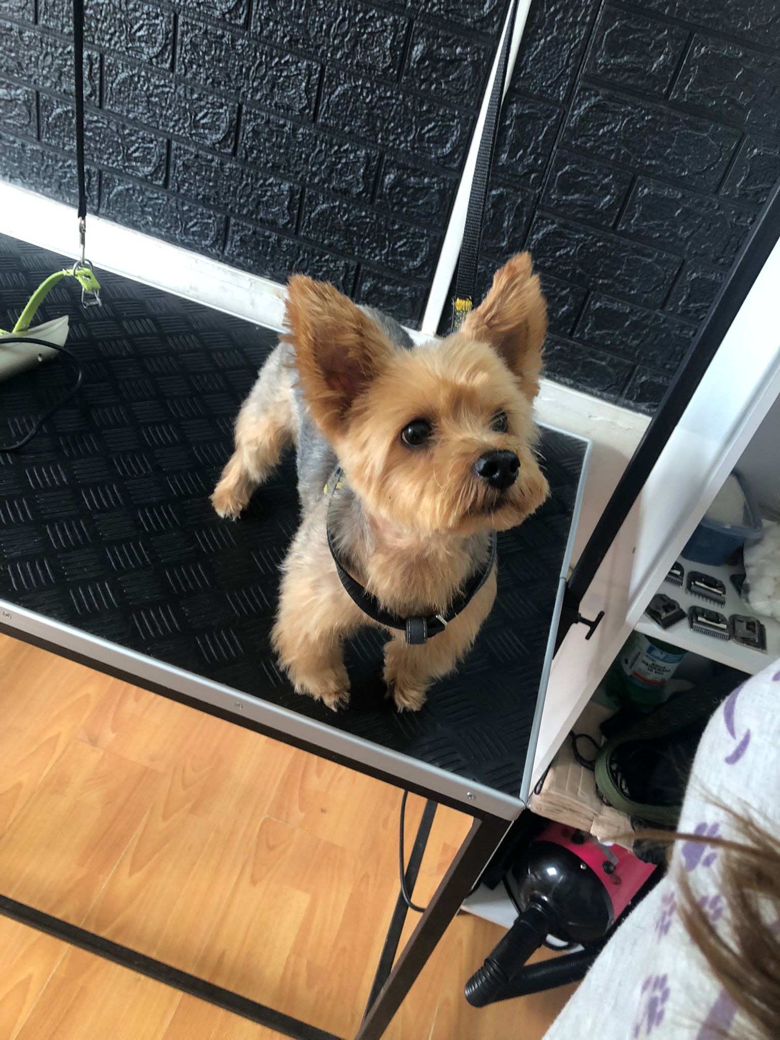 Trabajo realizado estética canina - Karitos Pets