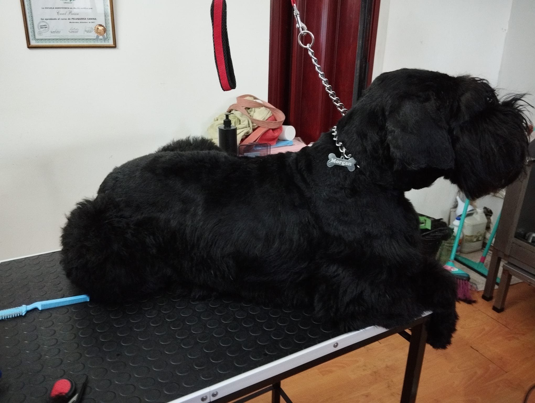 Trabajo realizado estética canina - Karitos Pets
