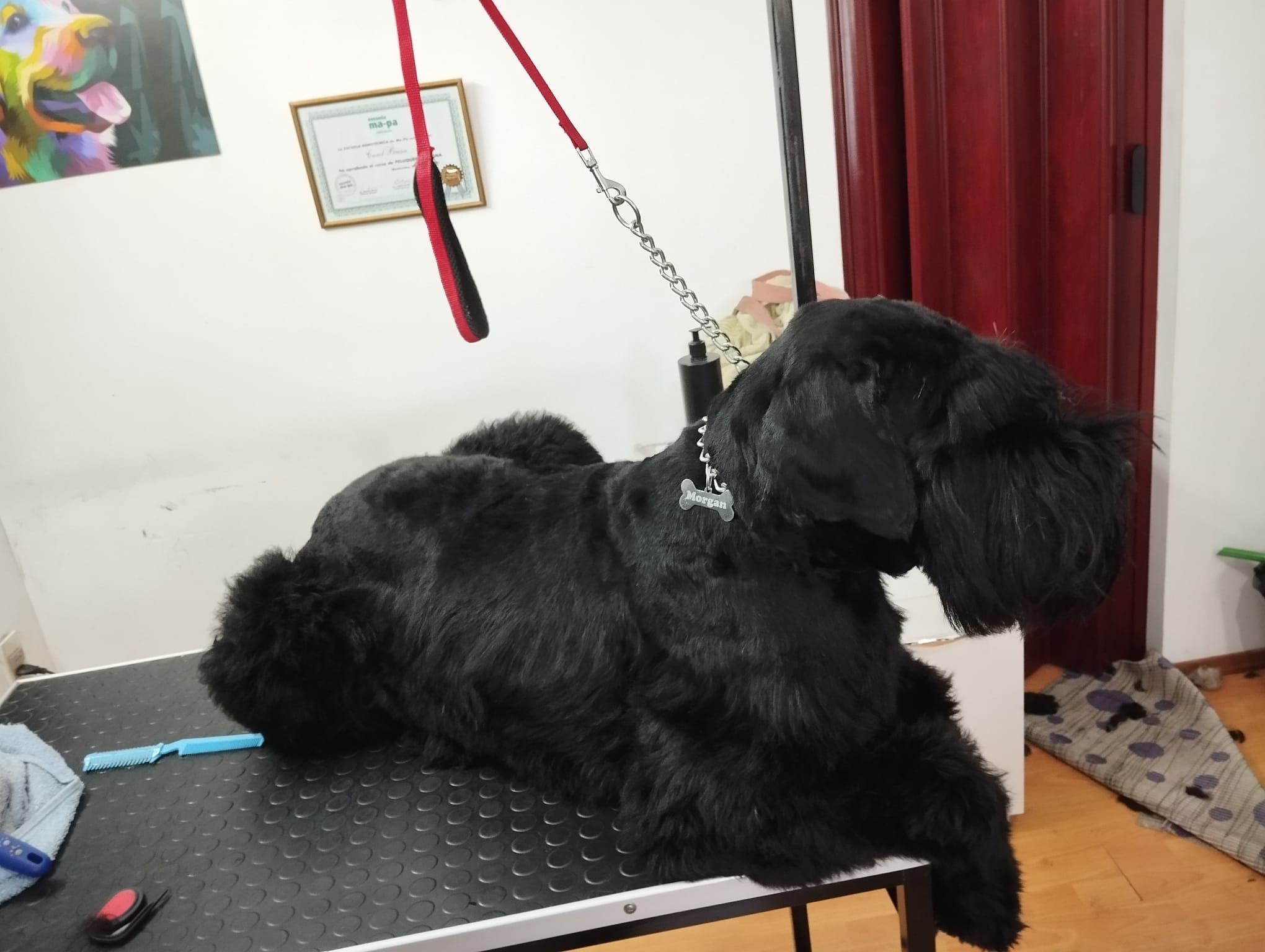 Trabajo realizado estética canina - Karitos Pets