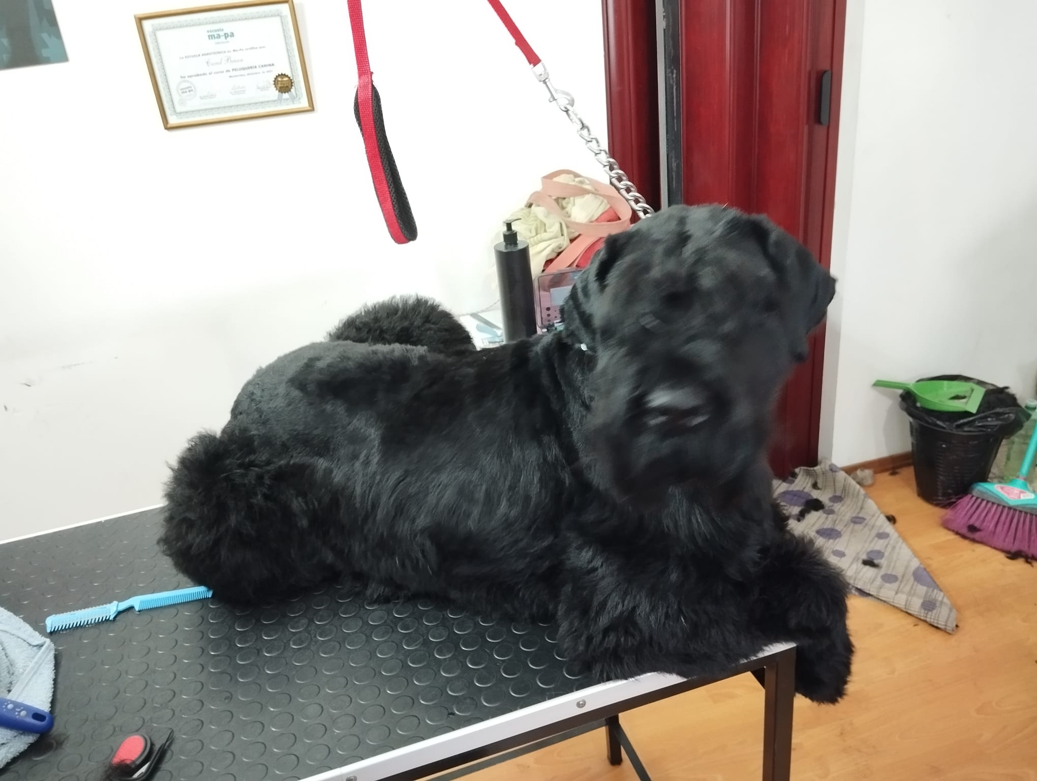 Trabajo realizado estética canina - Karitos Pets