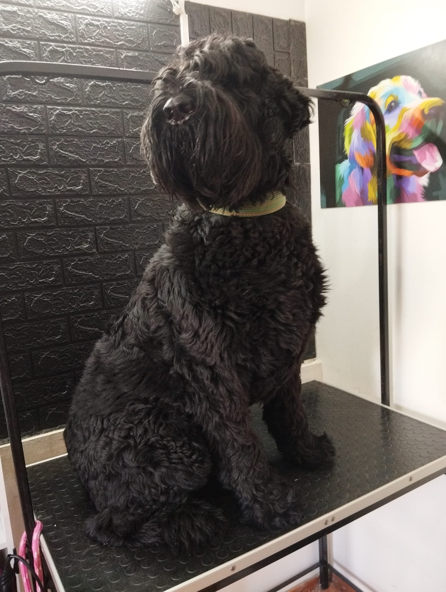 Trabajo realizado estética canina - Karitos Pets