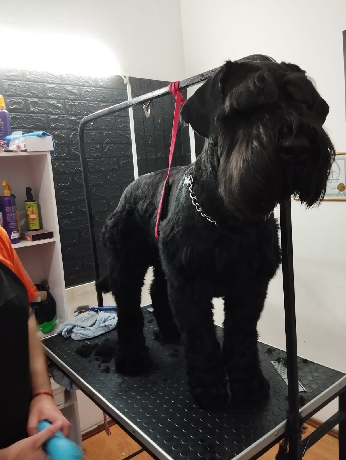 Trabajo realizado estética canina - Karitos Pets