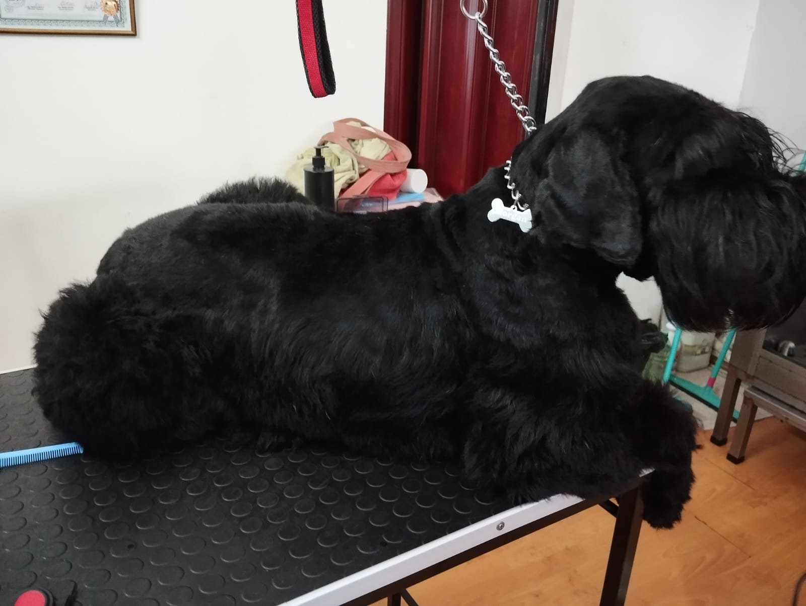 Trabajo realizado estética canina - Karitos Pets