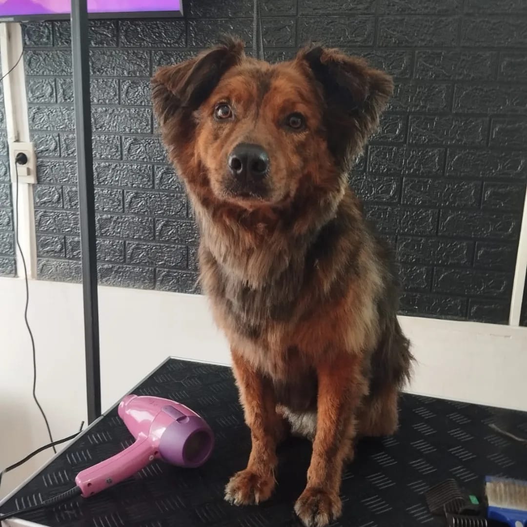 Trabajo realizado estética canina - Karitos Pets