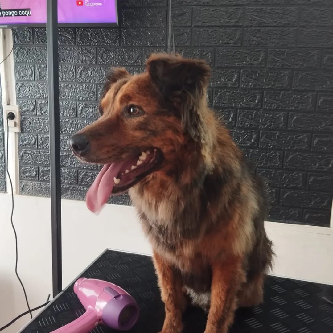 Trabajo realizado estética canina - Karitos Pets