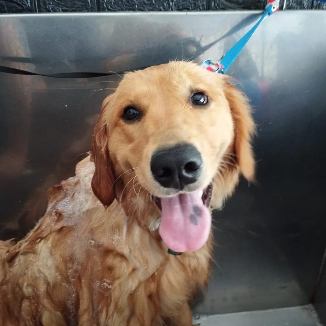 Trabajo realizado estética canina - Karitos Pets