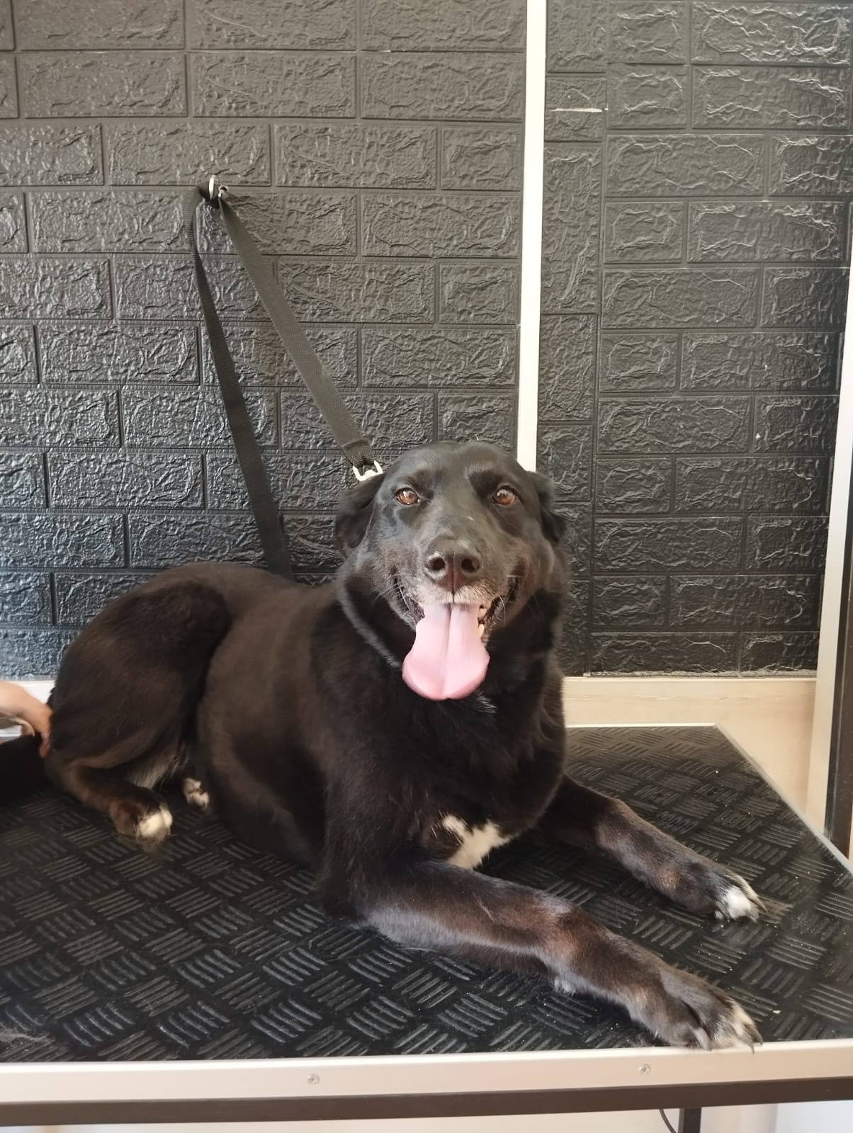 Trabajo realizado estética canina - Karitos Pets