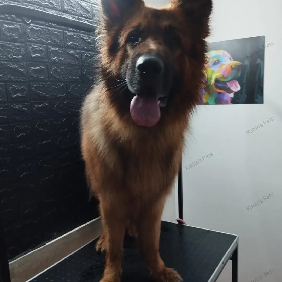 Trabajo realizado estética canina - Karitos Pets