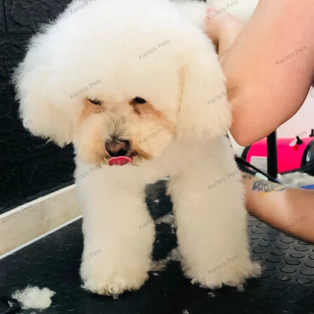 Trabajo realizado estética canina - Karitos Pets