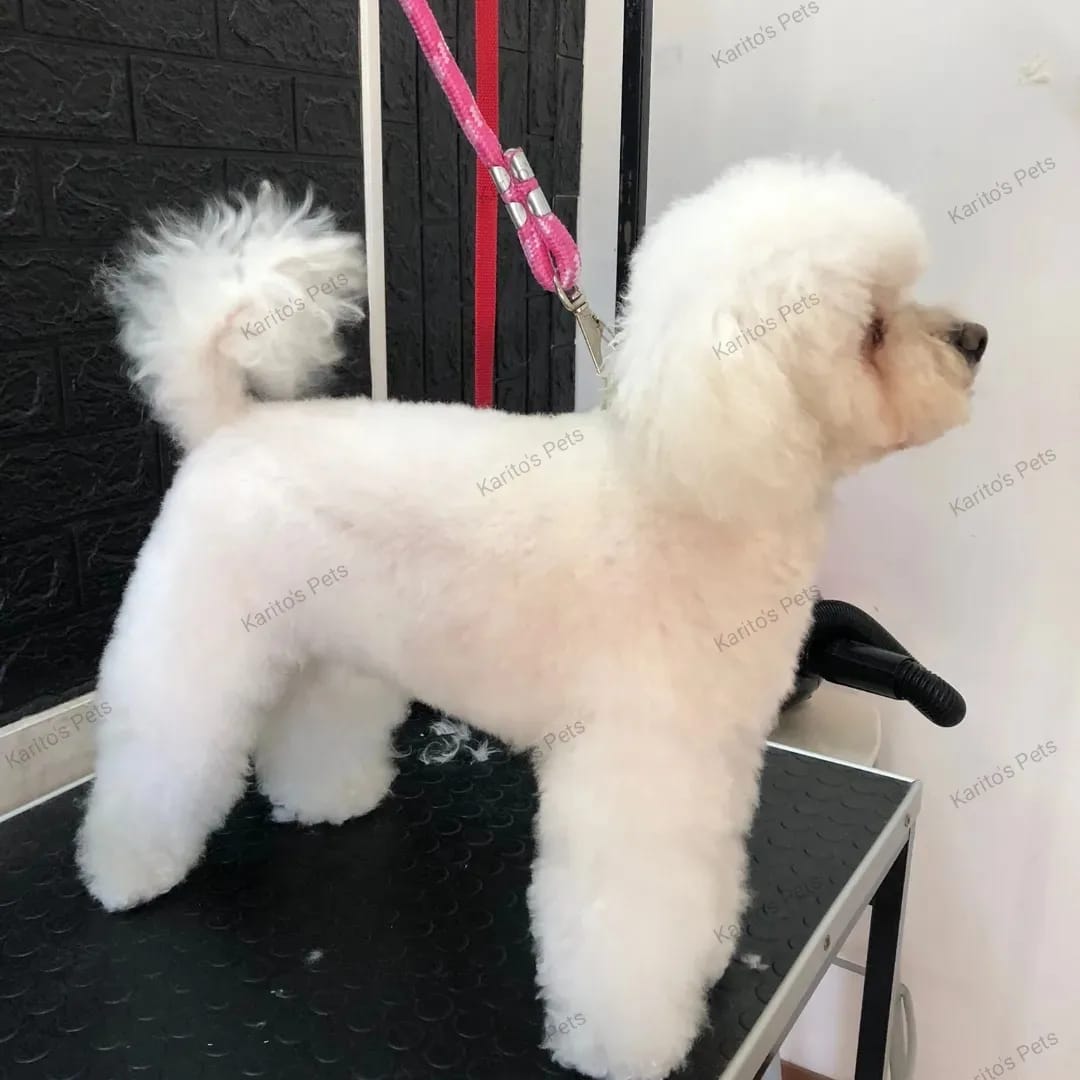 Trabajo realizado estética canina - Karitos Pets