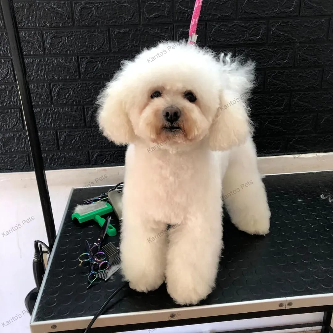 Trabajo realizado estética canina - Karitos Pets