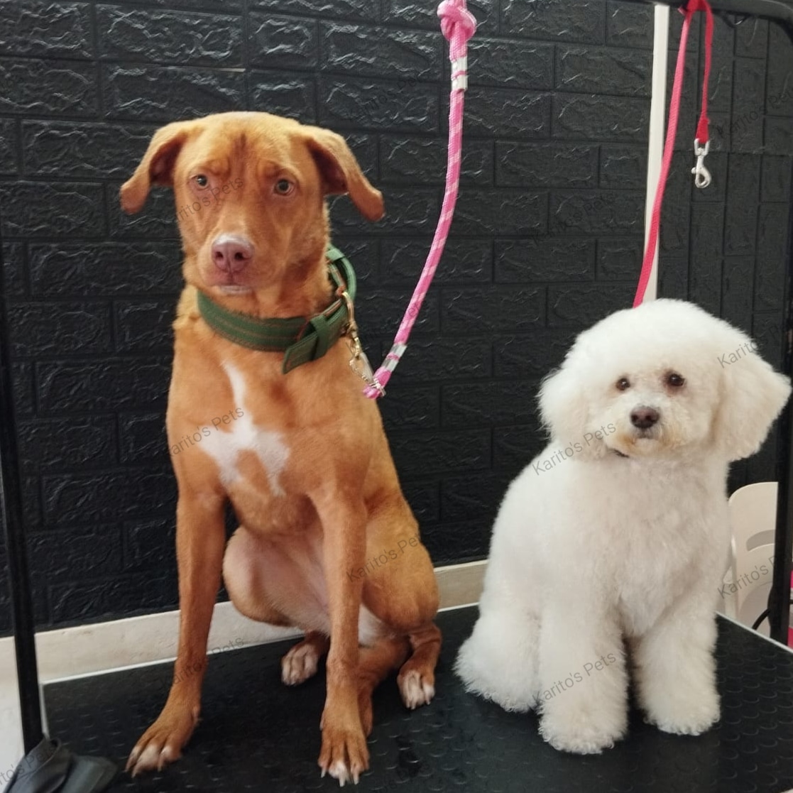 Trabajo realizado estética canina - Karitos Pets