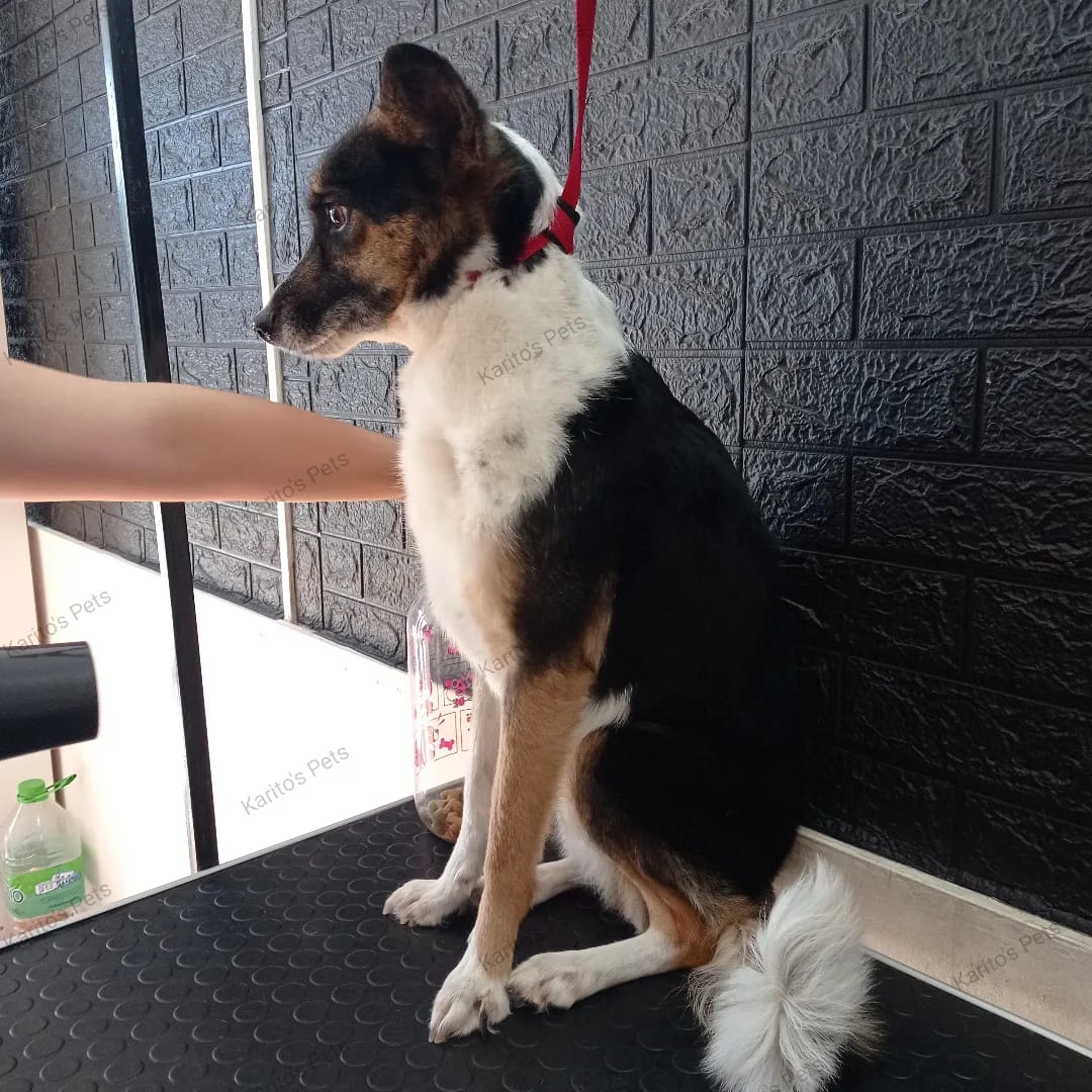 Trabajo realizado estética canina - Karitos Pets