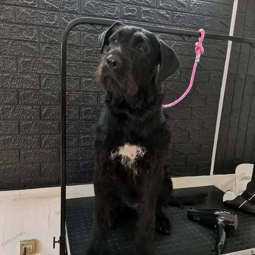 Trabajo realizado estética canina - Karitos Pets