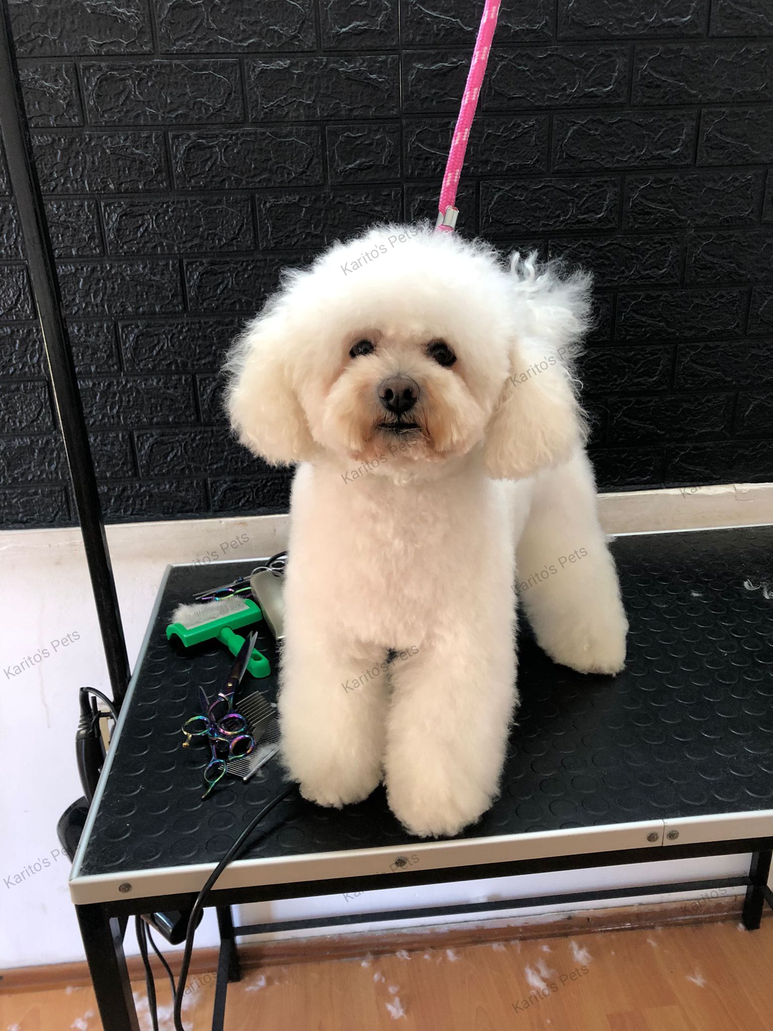 Trabajo realizado estética canina - Karitos Pets
